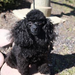 Lacy - Poodle