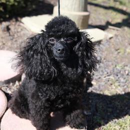 Lacy - Poodle