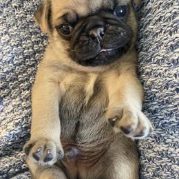 Pug Puppies from Furever Friends