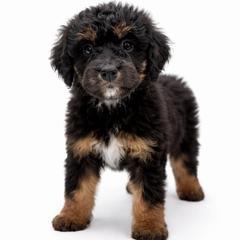 Ridge - male Golden Mountain Doodle puppy in Springfield, Ohio from Dawson's Royal Companions