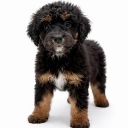Ridge - male Golden Mountain Doodle puppy in Springfield, Ohio from Dawson's Royal Companions