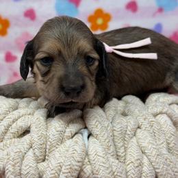 Hope- (Expectation of blessings) - Cream female Dachshund puppy in Murfreesboro, Tennessee from Kimbrie's Dream Cream Doxies