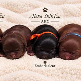 Rachel - Liver female Shih Tzu puppy in Richmond, Texas from Aleka Shih Tzu