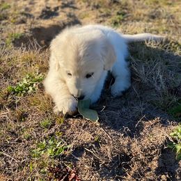 Golden Retriever Puppies from Panhandle PawsNClaws