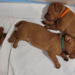 Orange Girl #3 - Golden rust Vizsla puppy in Destin, Florida from Vizslas of Northwest Florida