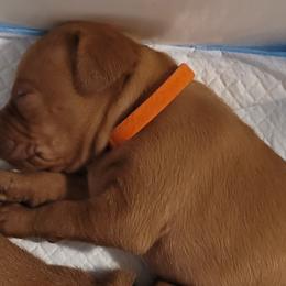 Orange Girl #3 - Golden rust Vizsla puppy in Destin, Florida from Vizslas of Northwest Florida