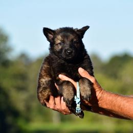 Blue - Sable male German Shepherd puppy in Cherryville, North Carolina from Masky Kennel