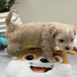 Finn - Red male Havanese puppy in Semmes, Alabama from Hayden's Havanese