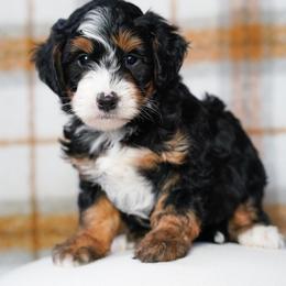 John - Tri-color male Bernedoodle puppy in Dundee, Ohio from Down Home Doodle