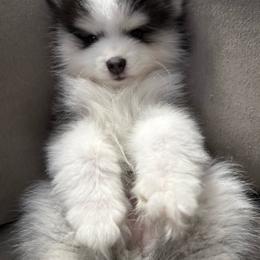 Oreo - Black and white female Pomsky puppy in West Sacramento, California from Pinkie's Pomskies