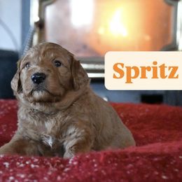 Spritz - Red  female Goldendoodle puppy in Dallas, Oregon from Angel Mortenson