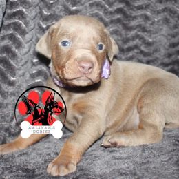 Doberman Pinscher Puppies from Aaliyah’s Dobies