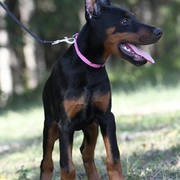 Pink - Black and rust female Doberman Pinscher puppy in Overton, Texas from Obsidian Kennel