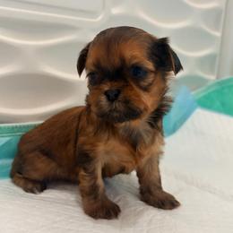 Priyanka - Red female Shih Tzu puppy in Hemet, California from Aloha Shih Tzu