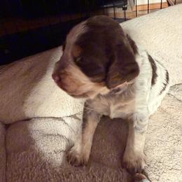 Sundae (pink collar - Wren) - Tri-Roan female English Springer Spaniel puppy in Statesville, North Carolina from Rockin’ Slow Farms
