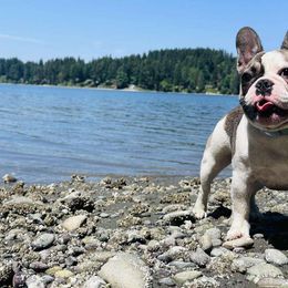 Letty - French Bulldog