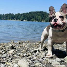 Letty - French Bulldog