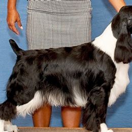 English Springer Spaniels from Suncoast English Springer Spaniels