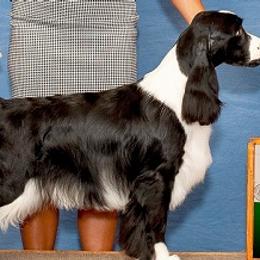 English Springer Spaniels from Suncoast English Springer Spaniels