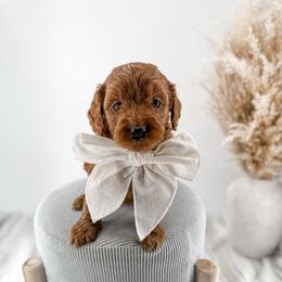 It's The Little Things-Sunsets - Red  female Goldendoodle puppy in Russell Springs, Kentucky from Milk & Honey Doodles