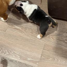 Bulldog Puppies from Bulldog's 4 Brothers