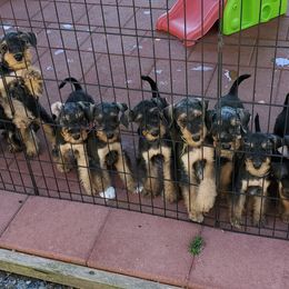 Airedale Terrier Puppies from Blue Ridge Airedale's of Virginia