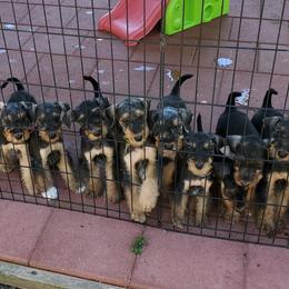 Airedale Terrier Puppies from Blue Ridge Airedale's of Virginia