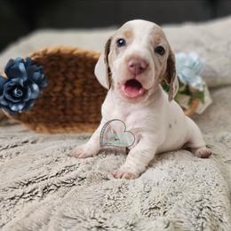 Allie smooth dapple pie girl - Dapple female Dachshund puppy in Herald, California from Bluegum Dachshunds