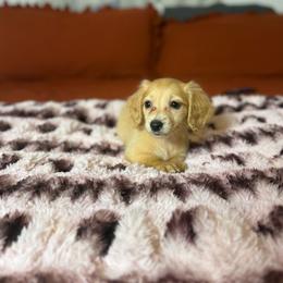 Gidget - Red female Dachshund puppy in Durant, Oklahoma from Big Creek Mini Dachshund