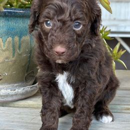Hickory - Chocolate male Goldendoodle puppy in Wharton, Texas from Little Fur Friends