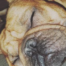 French Bulldogs from Frenchies by the Dozen