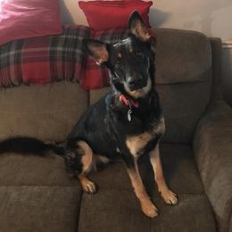 German Shepherds from Cregar German Shepherd Dogs