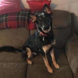 German Shepherds from Cregar German Shepherd Dogs