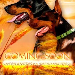Doberman Pinscher puppies from Snell's Superior Kennel Dobermann & GSP