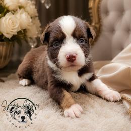 Dove - Red tri-color female Australian Shepherd puppy in Fultonville, New York from Sandy Aussies & Pomeranians