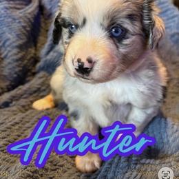 Hunter - Blue merle male Toy Australian Shepherd puppy in Union Grove, North Carolina from Grove Farm
