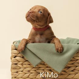 KiMo (red collar) - Golden rust female Vizsla puppy in Alvord, Texas from Tequila Kennels