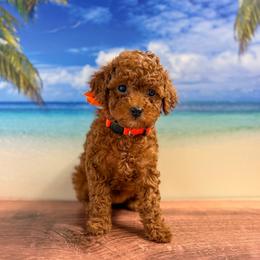 Sandy (Orange Collar Female) - Red  female Goldendoodle puppy in Santa Clara, Utah from Desert Dawn Doodles