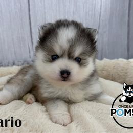 Mario - Gray and white male Pomsky puppy in Eastman, Georgia from Once Upon A Pomsky