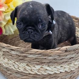 Marcus - Silver Collar - Brindle male Pug puppy in Olin, North Carolina from Piggy Pugs