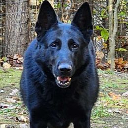 Raven - German Shepherd