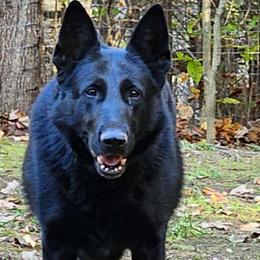Raven - German Shepherd