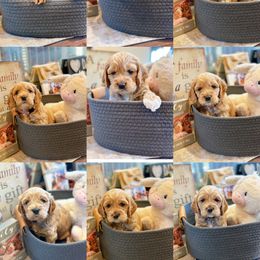 Cockapoo and Cocker Spaniel Puppies from Fresh Mojo Farms&Paws