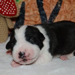 11 - female Alapaha Blue Blood Bulldog puppy in Walbridge, Ohio from United Alapaha Bulldogs