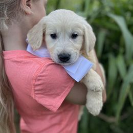 Mr Silver - Light golden male Golden Retriever puppy in Nampa, Idaho from Farmhouse Goldens
