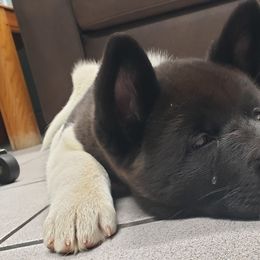 Akita Puppies from Mizuki Akita LLC.