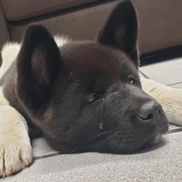 Akita Puppies from Mizuki Akita LLC.