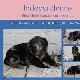 Independence - Blue merle female Aussiedoodle puppy in Asheboro, North Carolina from Stellar Aussies