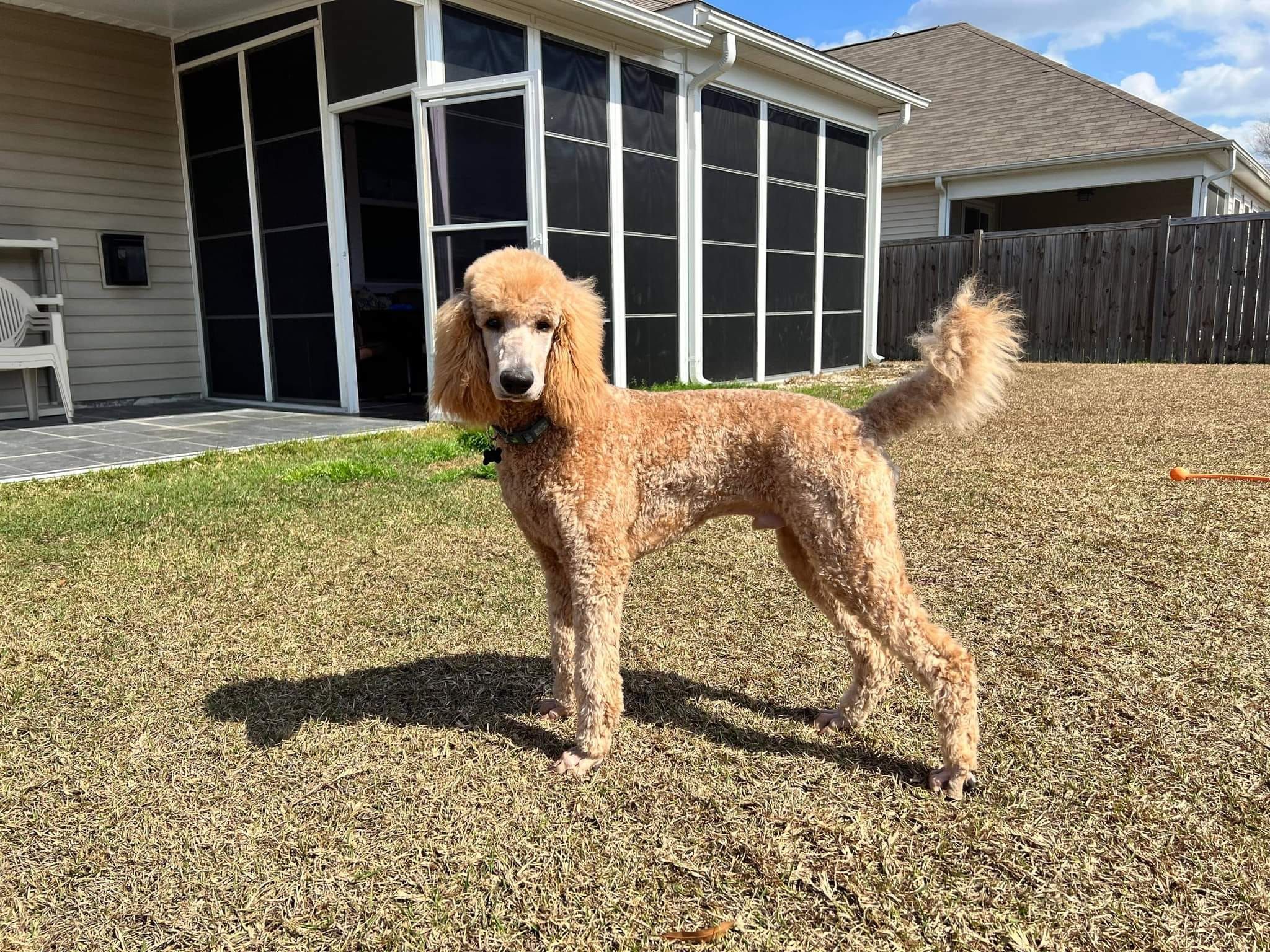 Palmetto Standard Poodles in South Carolina Poodle puppies Good Dog