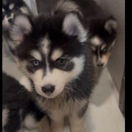 Zinger - Black and white male Pomsky puppy in Spring Hill, Florida from PDQ Pomskies